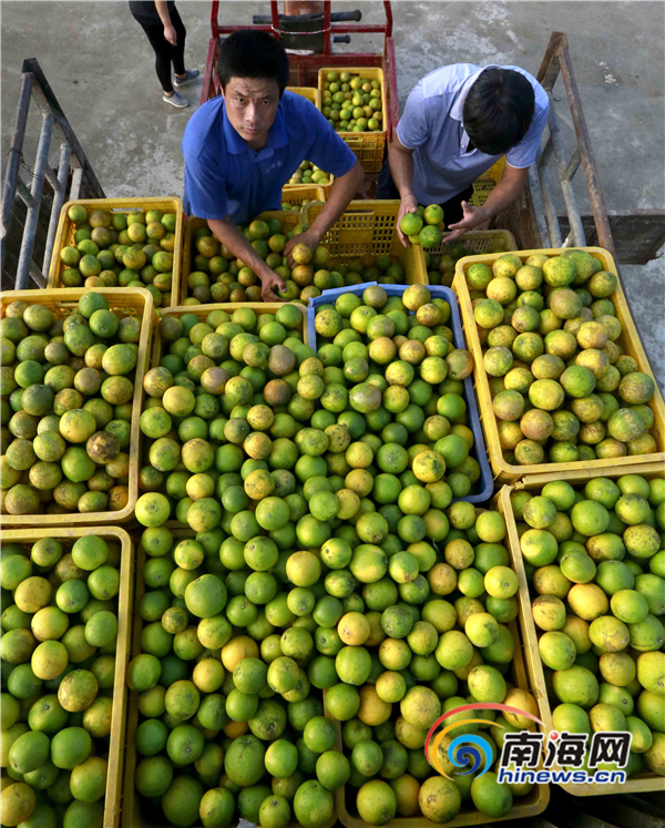 【食品农业图文列表】【及时快讯】琼中绿橙丰收季 采摘加工忙