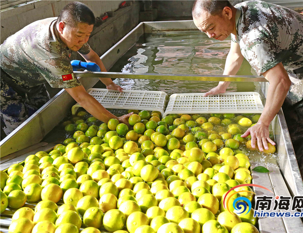 【食品农业图文列表】【及时快讯】琼中绿橙丰收季 采摘加工忙