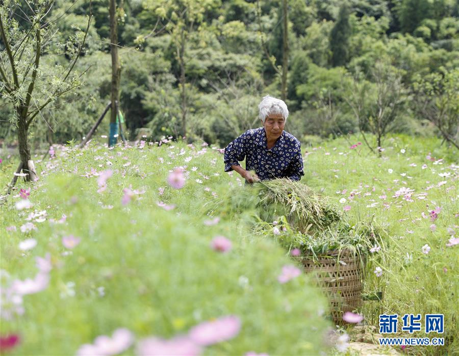 【城市远洋】重庆渝北：整治人居环境 打造宜居乡村