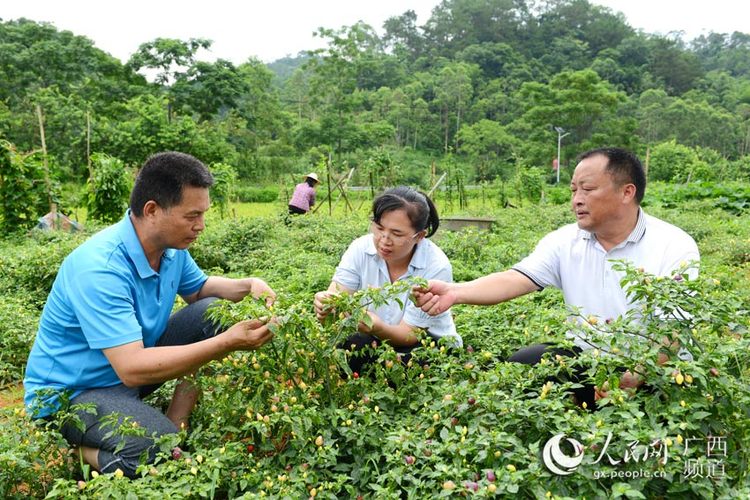 广西容县：“三果一椒”助脱贫