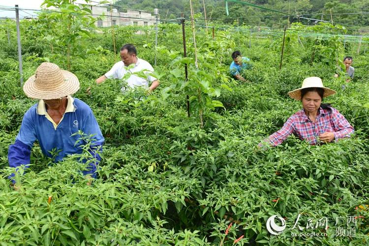 广西容县：“三果一椒”助脱贫