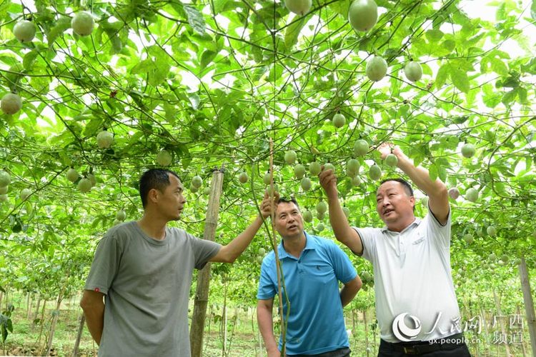 广西容县：“三果一椒”助脱贫