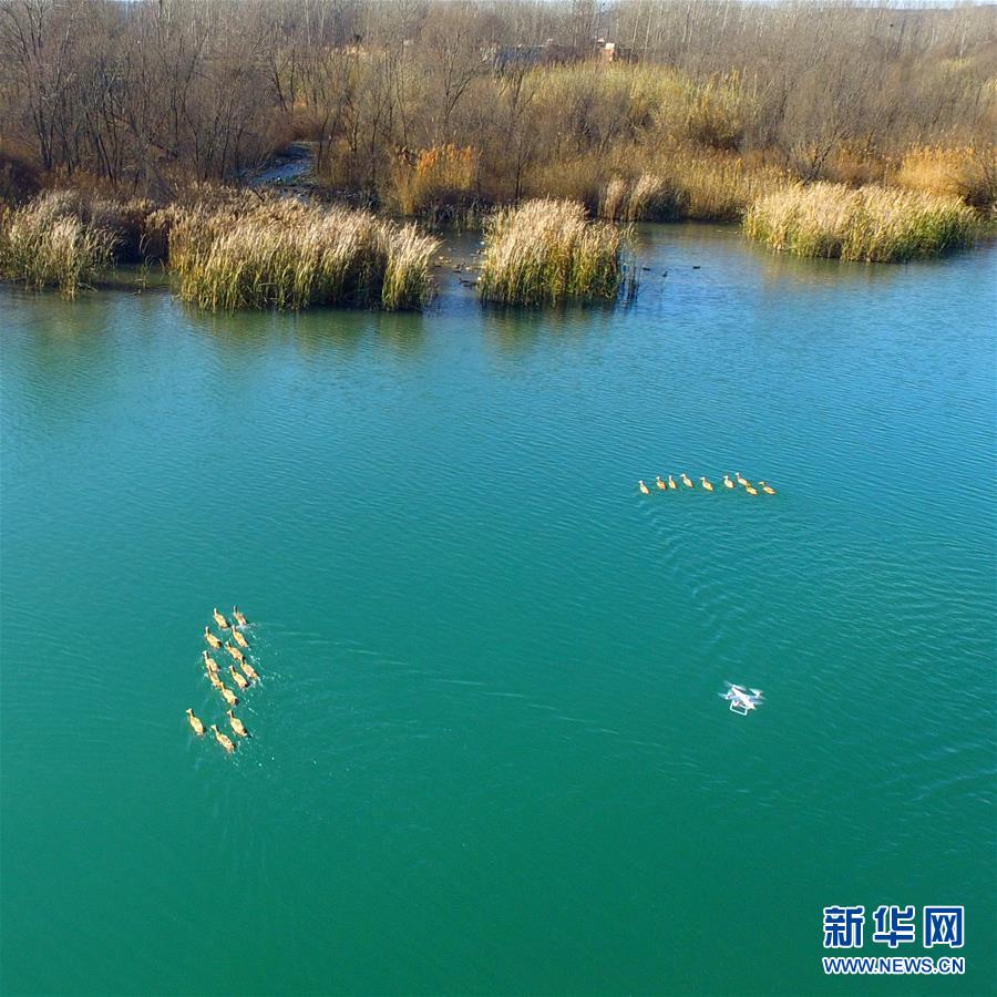 河南鹤壁：冬日淇河湿地美