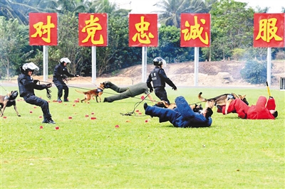 【琼岛先锋图文列表】【及时快讯】全省公安警犬技术实战对抗大比武