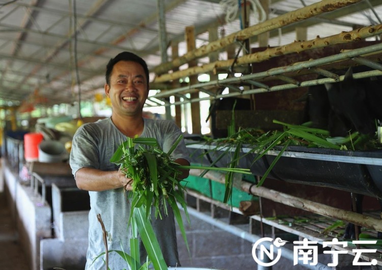 千名记者一线行|隆安县布泉乡巴香村：“羊倌”乡村发致富“羊”财