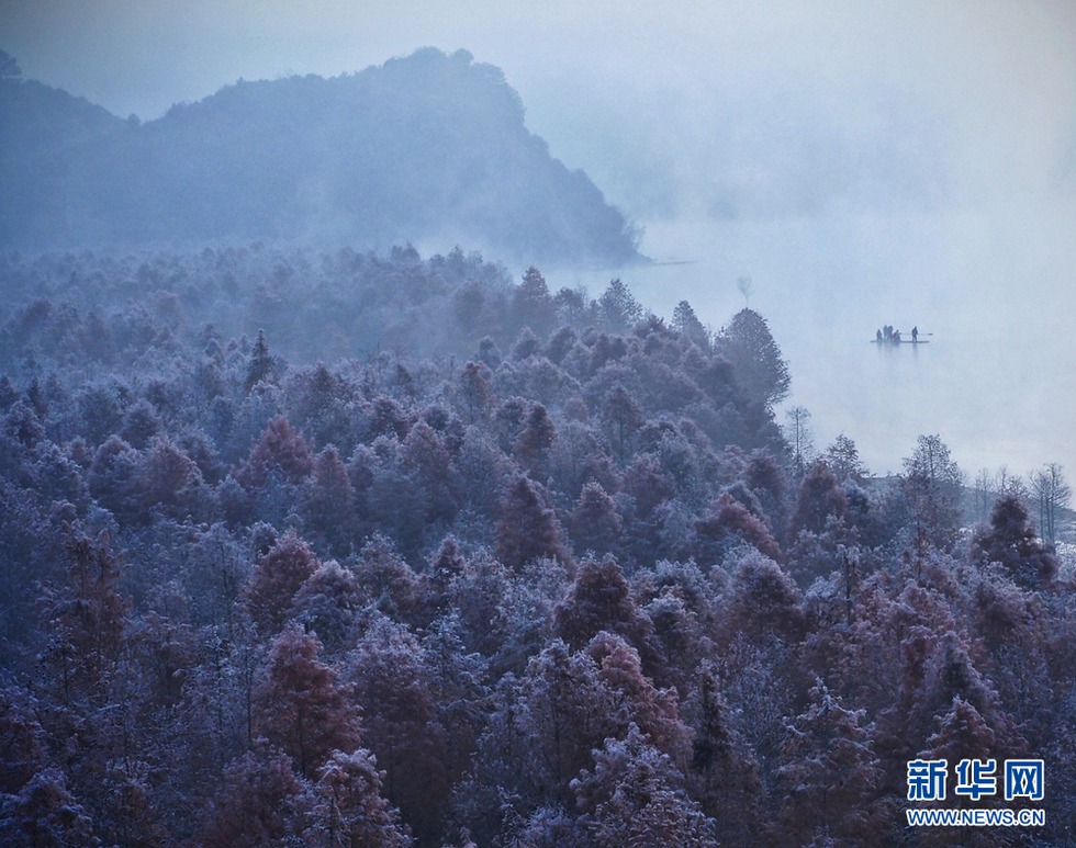 轻纱曼舞绕红杉 雾淞晶莹映霞光