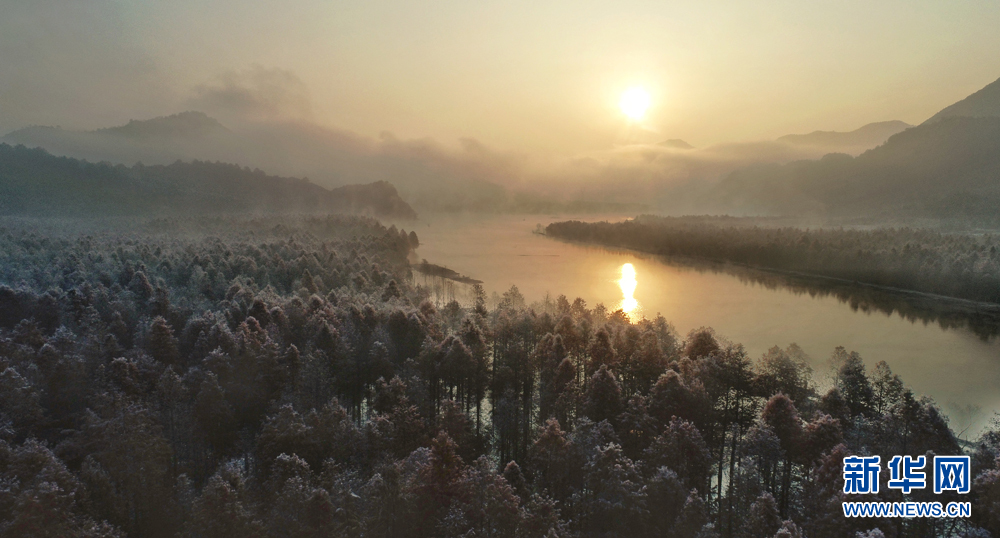 轻纱曼舞绕红杉 雾淞晶莹映霞光