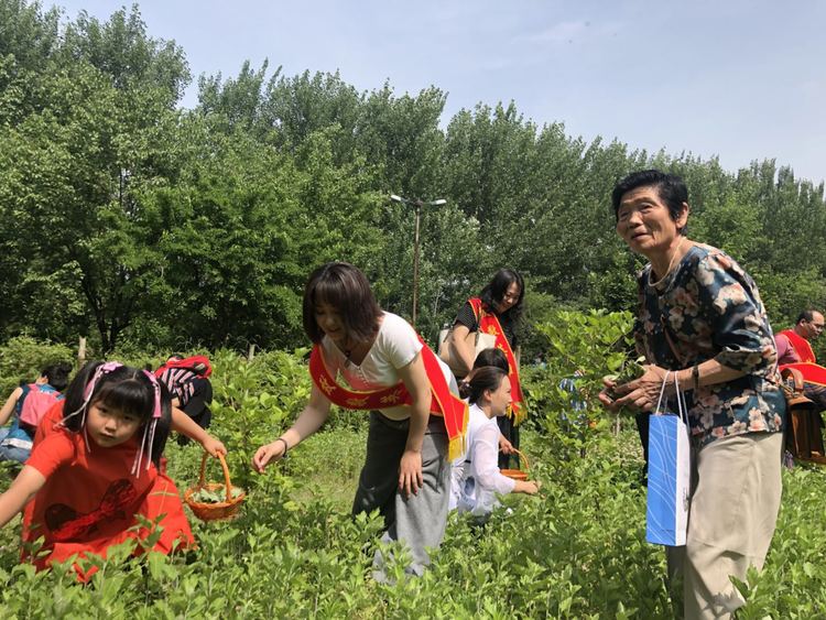 鞍山汤岗子康复医院：端午寻“艾” 传承中医文化