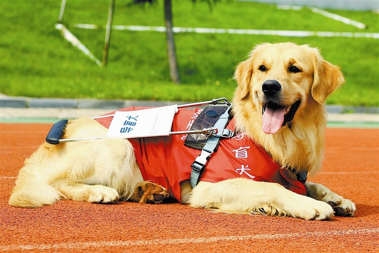 大连导盲犬服务冬残奥会_fororder_1