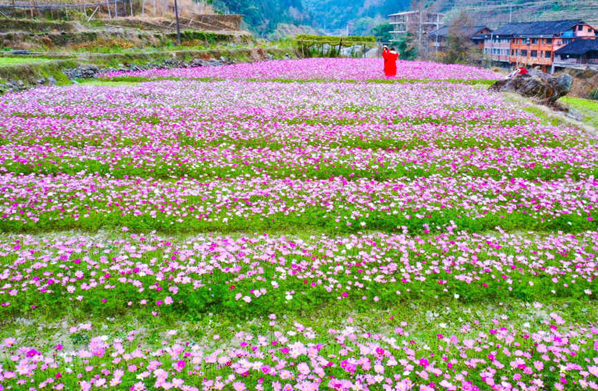 广西龙胜：格桑花开引游人