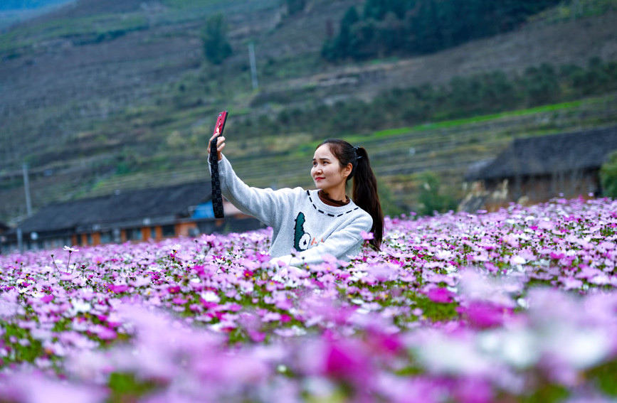 广西龙胜：格桑花开引游人