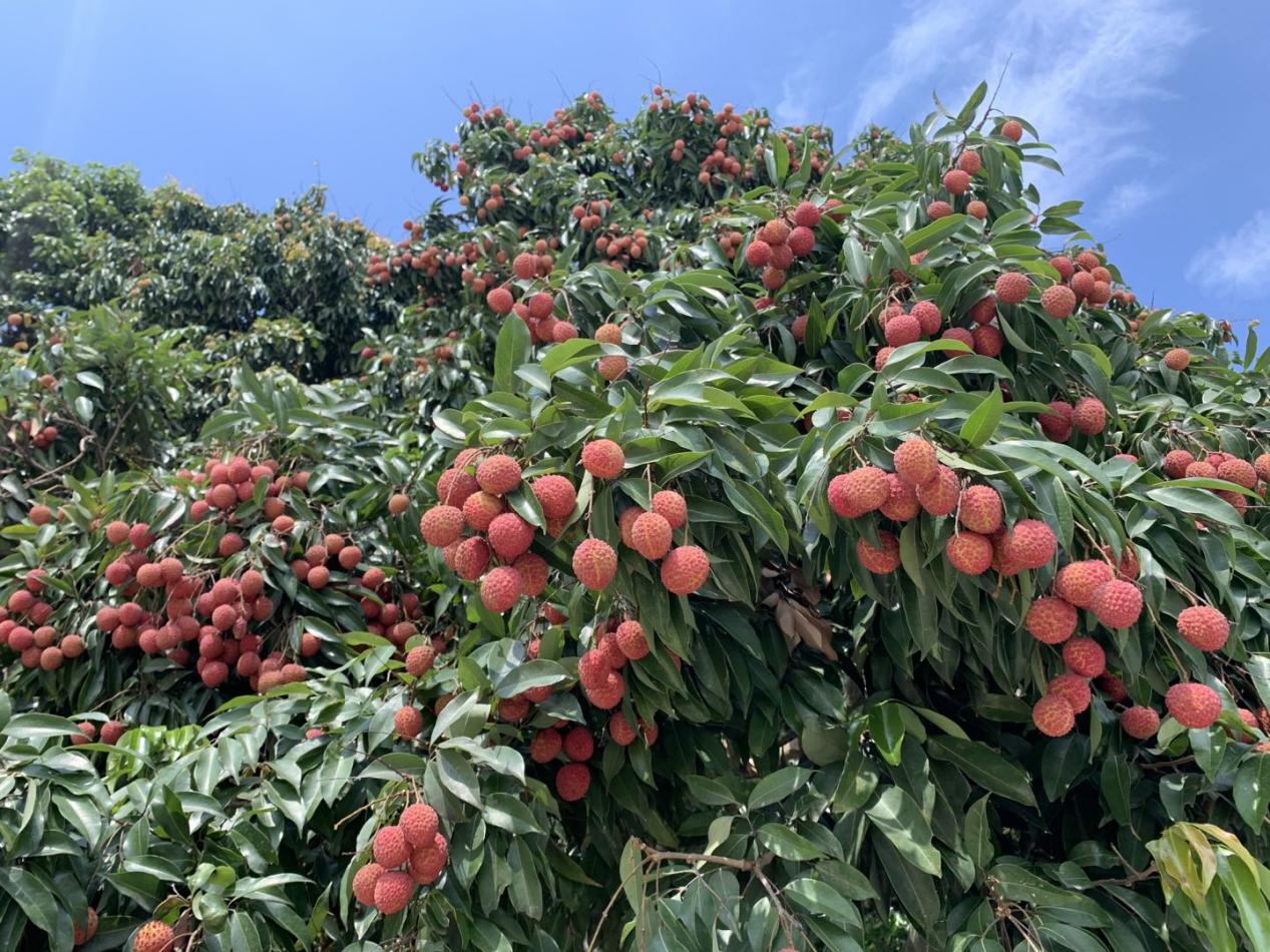 （名称确实是这样，2地为县级市）【A】岭南荔枝六月红 广西灵山荔香飘万里