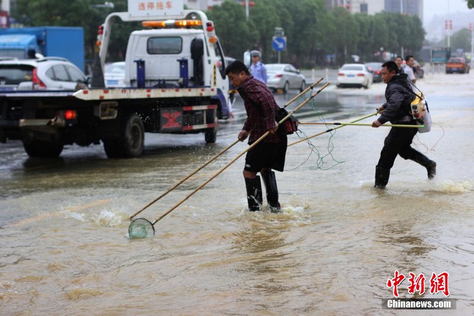 湖南道县大暴雨致内涝严重 民众街道捕鱼