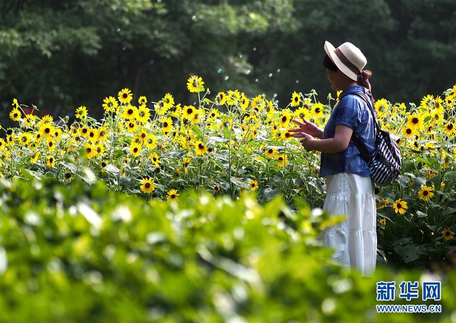 上海：暂别阴雨 游人赏花