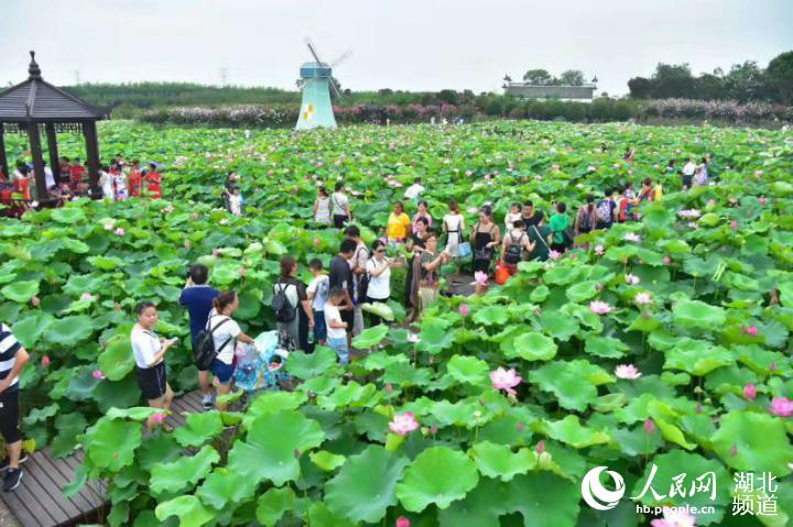 紫薇嘉年华邀武汉市民来夏夜游园打卡