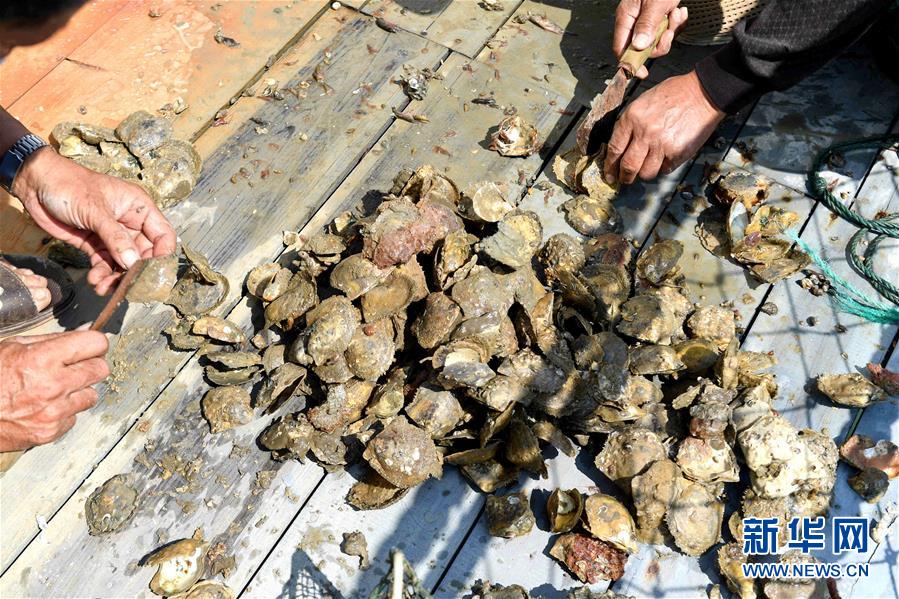 广西北海：“海丝”凭借力 南珠再起航