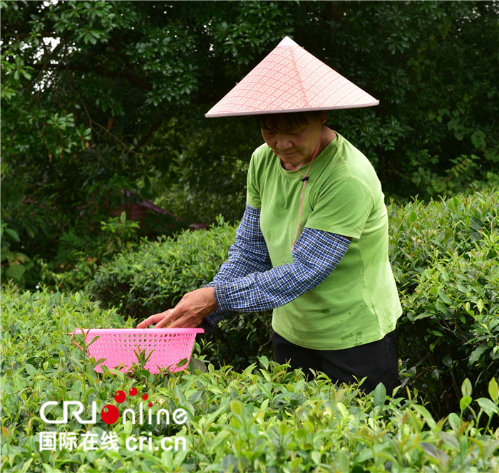 唐志强已审核【A】玉林市兴业县脱贫户张秀必：一双“铁砂掌”  两亩“致富茶”（组图）