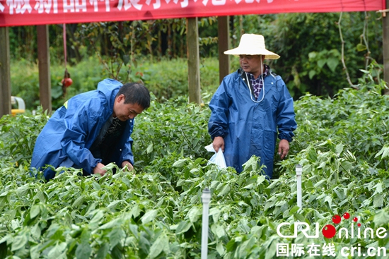 贵州省2019年辣椒种植鉴定会在清镇举行