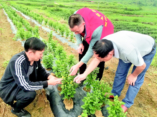 （要闻带摘要）摘帽“四不摘”脱贫不返贫