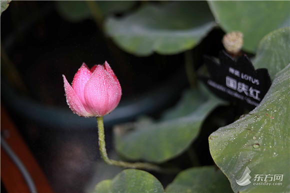 巧克力色叶片的大型睡莲你见过吗？上海荷花睡莲展迎盛花期