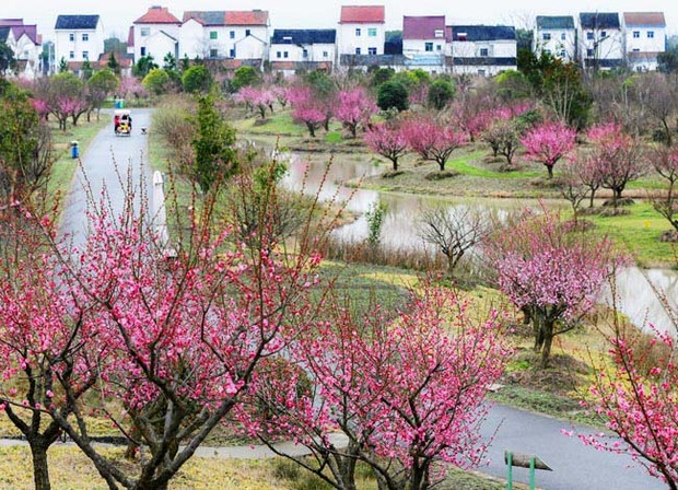 “花开海上”让农民生活“开了花”