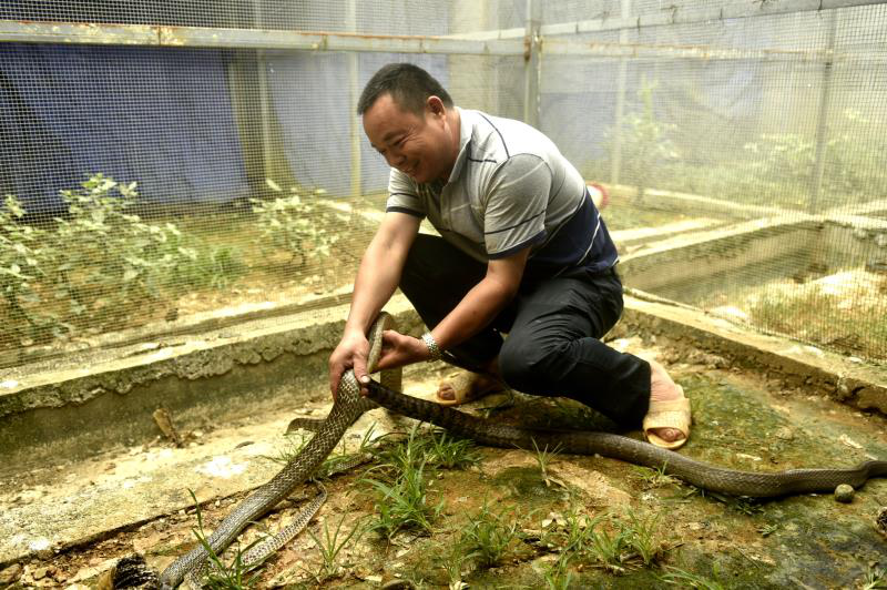 大瑶山中把蛇养 小山村里的“黄金产业”