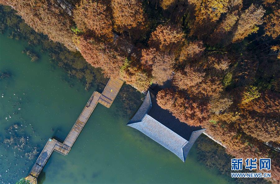 江苏兴化：水上森林冬景美