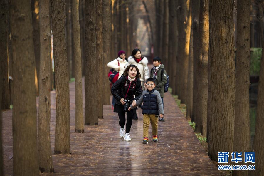 江苏兴化：水上森林冬景美