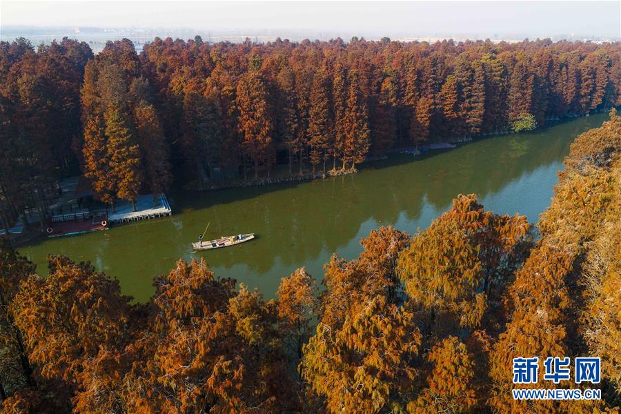 江苏兴化：水上森林冬景美