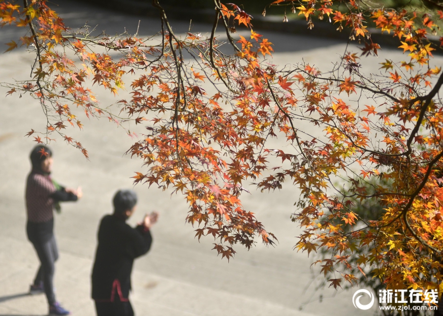 舟山：初冬观赏枫叶正当时