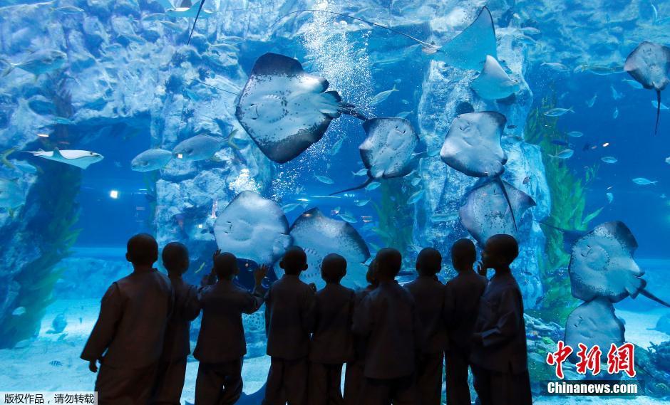 韩国庆祝佛诞节 小沙弥前往水族馆游玩