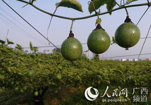 【园区建设】【八桂大地、八桂大地-贵港】平南生态循环农业示范区力争实现综合效益最大化