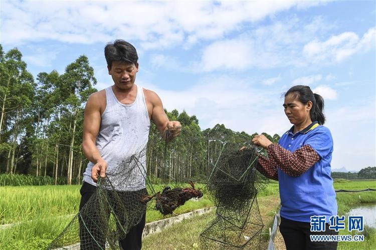 广西武宣：稻虾轮作助农增收