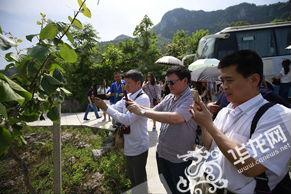 小小猕猴桃带动增收 网媒总编点赞黔江绿色扶贫道路