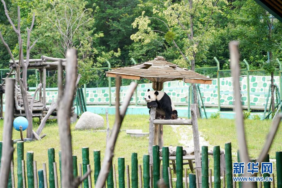 大熊猫姐弟北上 “乐不思蜀”