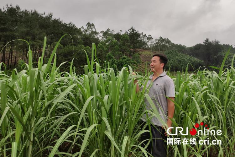 【A】河池市罗城县：甘蔗产业带来的“甜蜜”生活