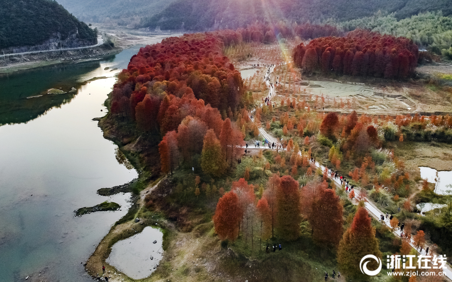 临海：冬日红杉林 神似喀纳斯