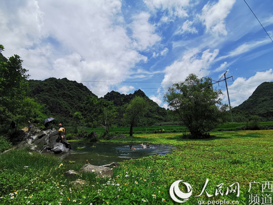 大石山区“空壳村”：种好“产业树” 走上振兴路