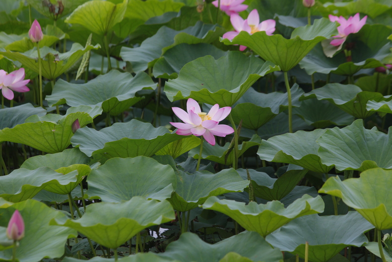 游湿地 赏荷花 沈阳市沈北新区第四届湿地文化节开幕