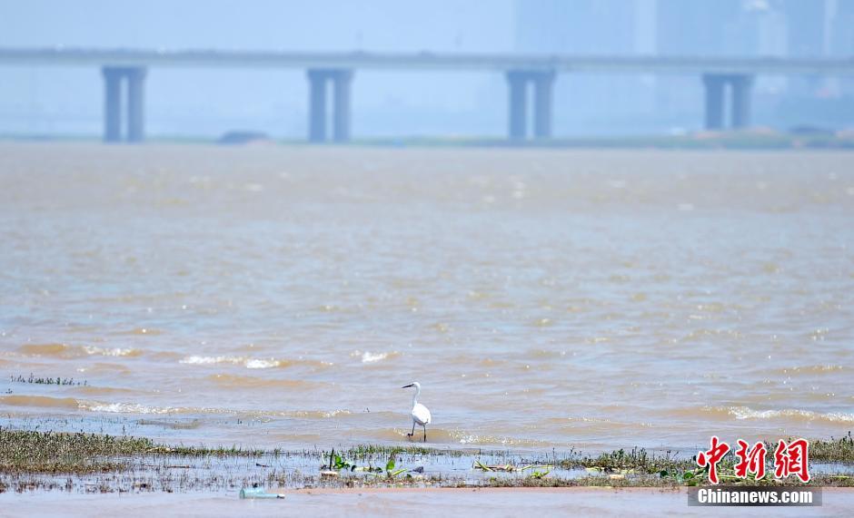 江西持续强降雨  赣江水位迅猛上涨