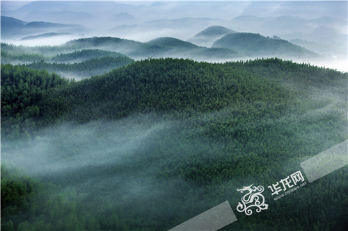 西部最大面积竹海藏身北纬30° 两山槽地间孕育“竹子基因库”