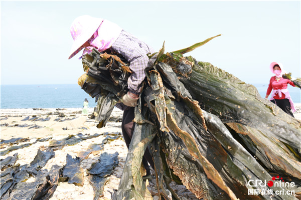 【我爱这片蓝色的国土】大力发展海带产业 渤海明珠大钦岛的致富经