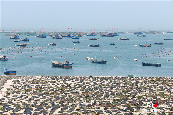 【我爱这片蓝色的国土】大力发展海带产业 渤海明珠大钦岛的致富经