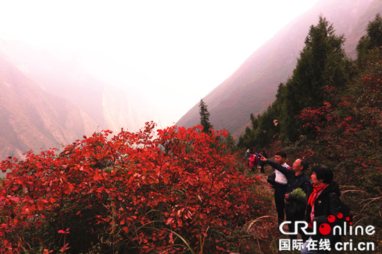 已过审【行游巴渝 图文】重庆巫山：红叶沉醉彩叶迷人 赏叶正当时