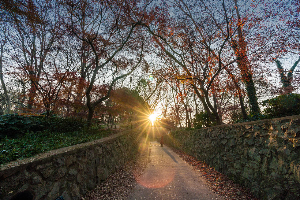 南京东郊红枫岗已是“枫”情万种