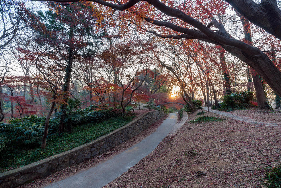 南京东郊红枫岗已是“枫”情万种