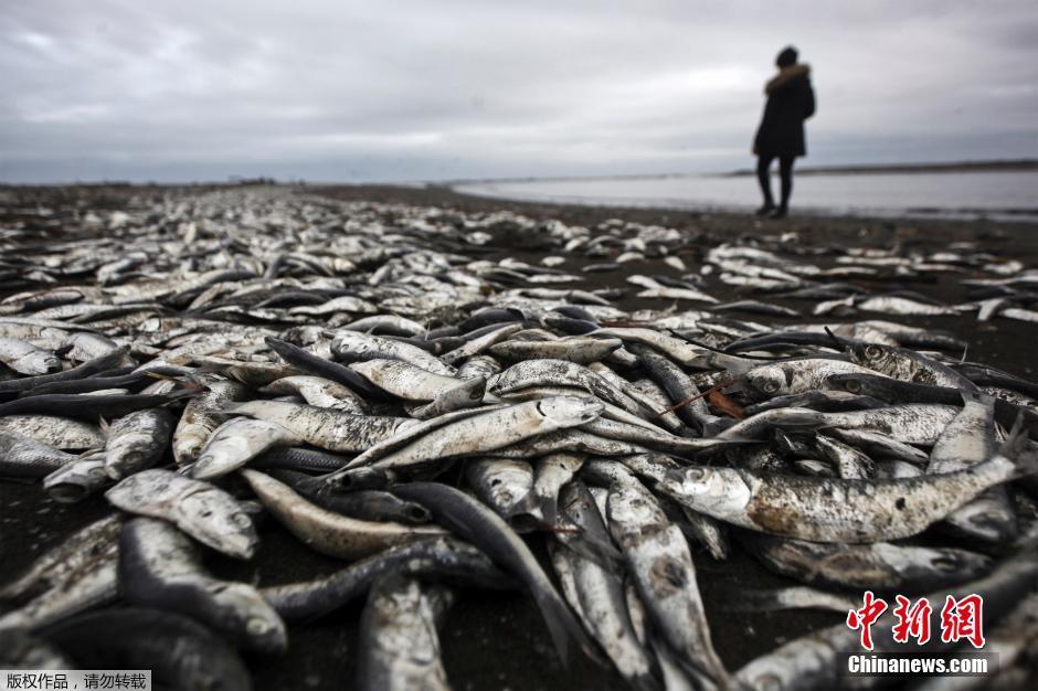 智利南部海域赤潮爆发 海洋生物死亡尸体铺满海滩