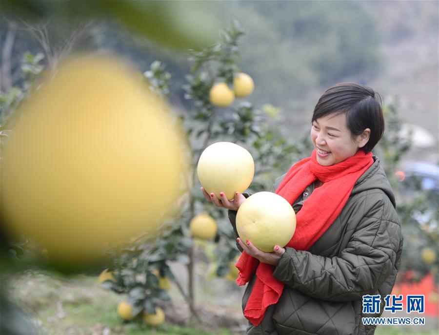 湖北秭归：“柚”到丰收季 游客纷至来