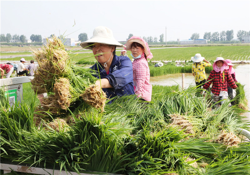 （有修改）【B】平顶山市宝丰县： 水稻种植促增收 鱼米之乡入画来