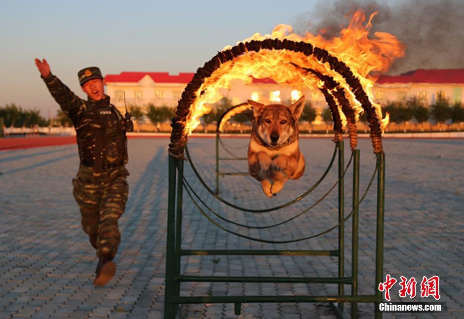 武警兵团官兵立足实战演练“人犬结合”